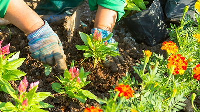 What to Plant in July: A Regional Guide