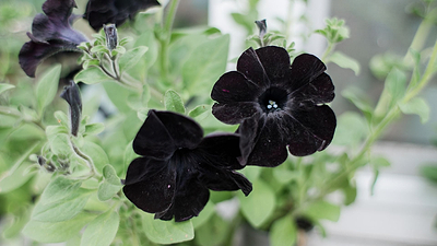 12 Black Flowers to Add Elegance to Your Garden
