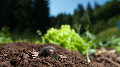 How to Get Rid of Moles in the Yard