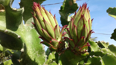 Drought-Tolerant Summer Crops for Low-Water Gardens