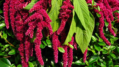 Amaranth: The Plant That Could Feed the World