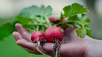 5 Fast-Growing Veggies You Can Plant Now for Summer Harvests