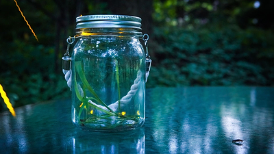 How to Attract Fireflies to the Garden