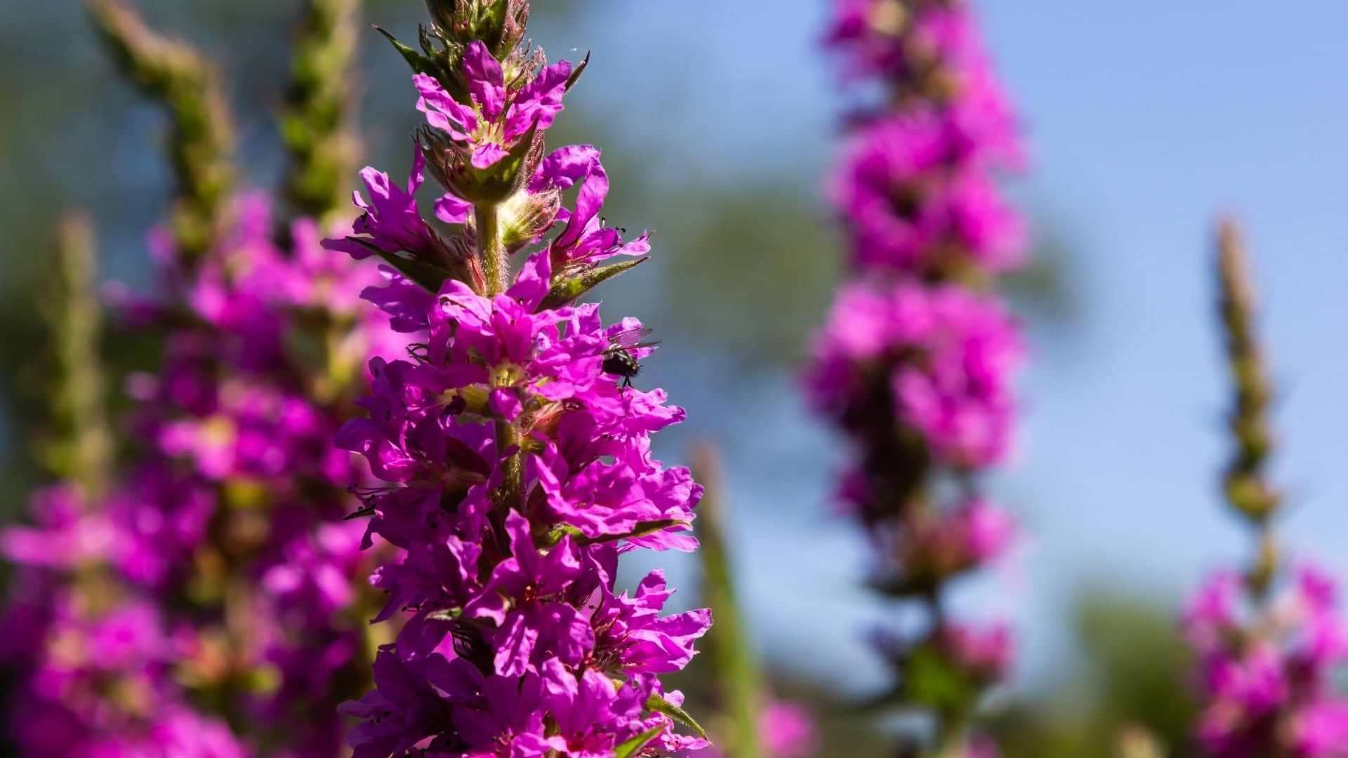 The Flowers of Evil: Deceptively Beautiful Invasive Plants