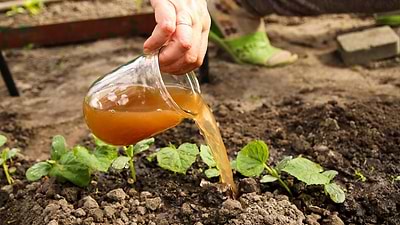 Feeding Your Garden: Best Fertilizers for Growth from Spring to Summer