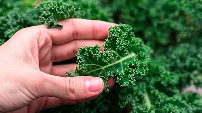 Best Crops to Grow Indoors Under a Grow Light Garden—and Why