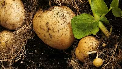 10 Crops to Grow for the New Season