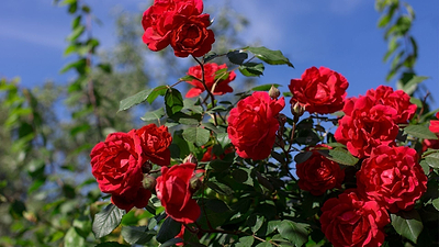 Best Red Flowers to Grow