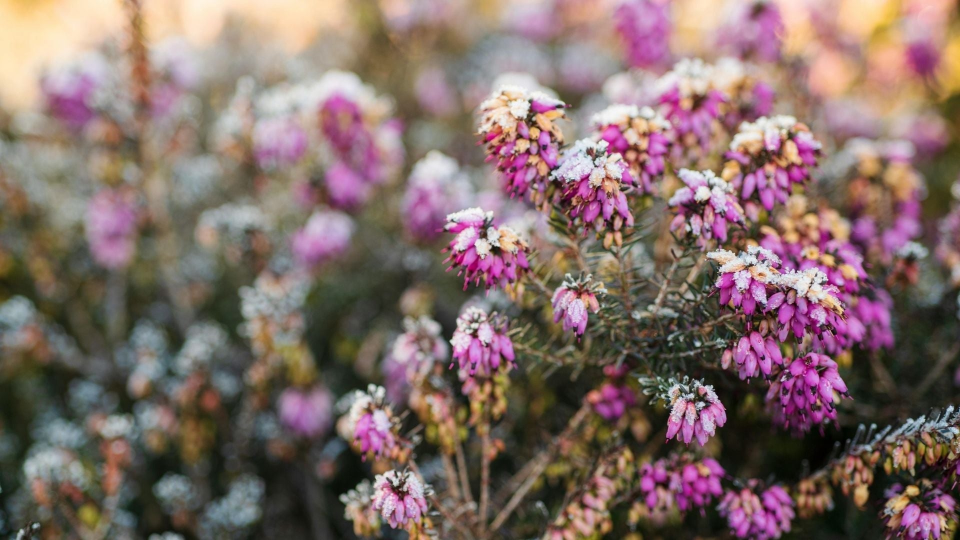 How to Avoid the “False Spring” and Choose Climate-Resilient Varieties