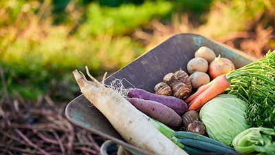 10 Recommended Crops to Grow in August