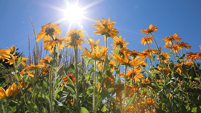 Extreme Heat Hacks for Urban Gardeners