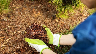 Living Mulch: Grow Your Own Ground Cover to Suppress Weeds