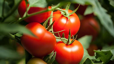 Seed Saving 101: How to Collect Tomato Seeds for Next Year
