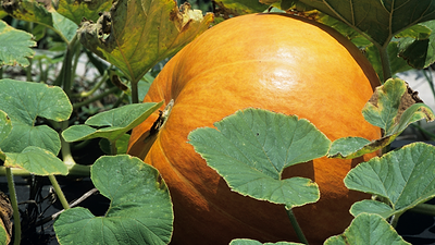 Vertical Squash Growing Benefits and Tips