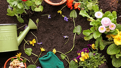 Black Friday Shopping Guide: Smart Shopping Tips for Gardeners