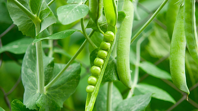 Early Crop Harvesting and Varieties to Pick: Strawberries, Lettuce, and Peas