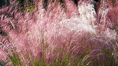 12 Best Ornamental Grasses for Privacy
