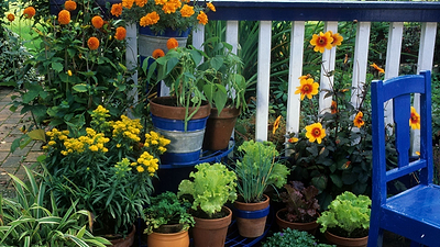 Building a Balcony Garden: What You Really Need to Get Started (And What to Skip)