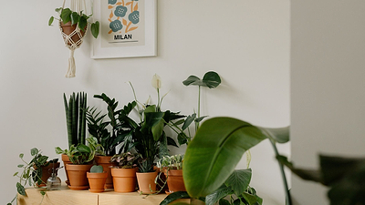 10 Low Budget Hacks for Your Houseplants