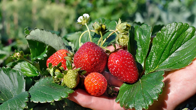 National Pick Strawberries Day