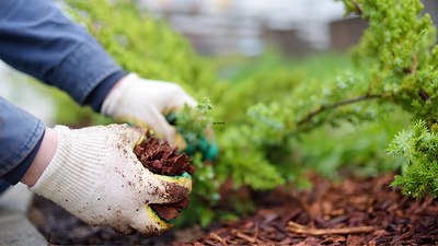 Winter Mulch: A Garden Bed’s Best Friend