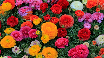 14 Yellow Flowers to Brighten Your Garden