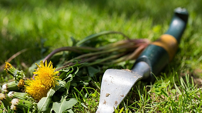 Rage Gardening: Why It’s All the Rage