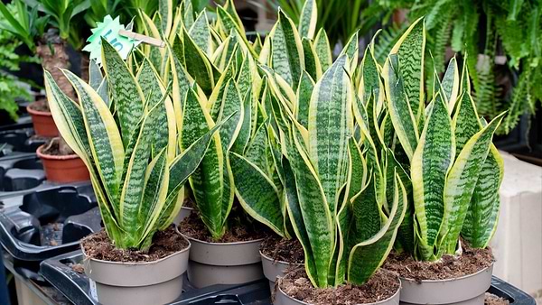 Low Maintenance Houseplants You Can’t Kill