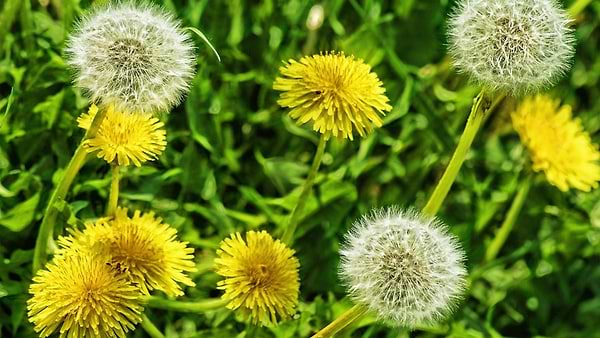 Harvesting Dandelions: Benefits and Uses