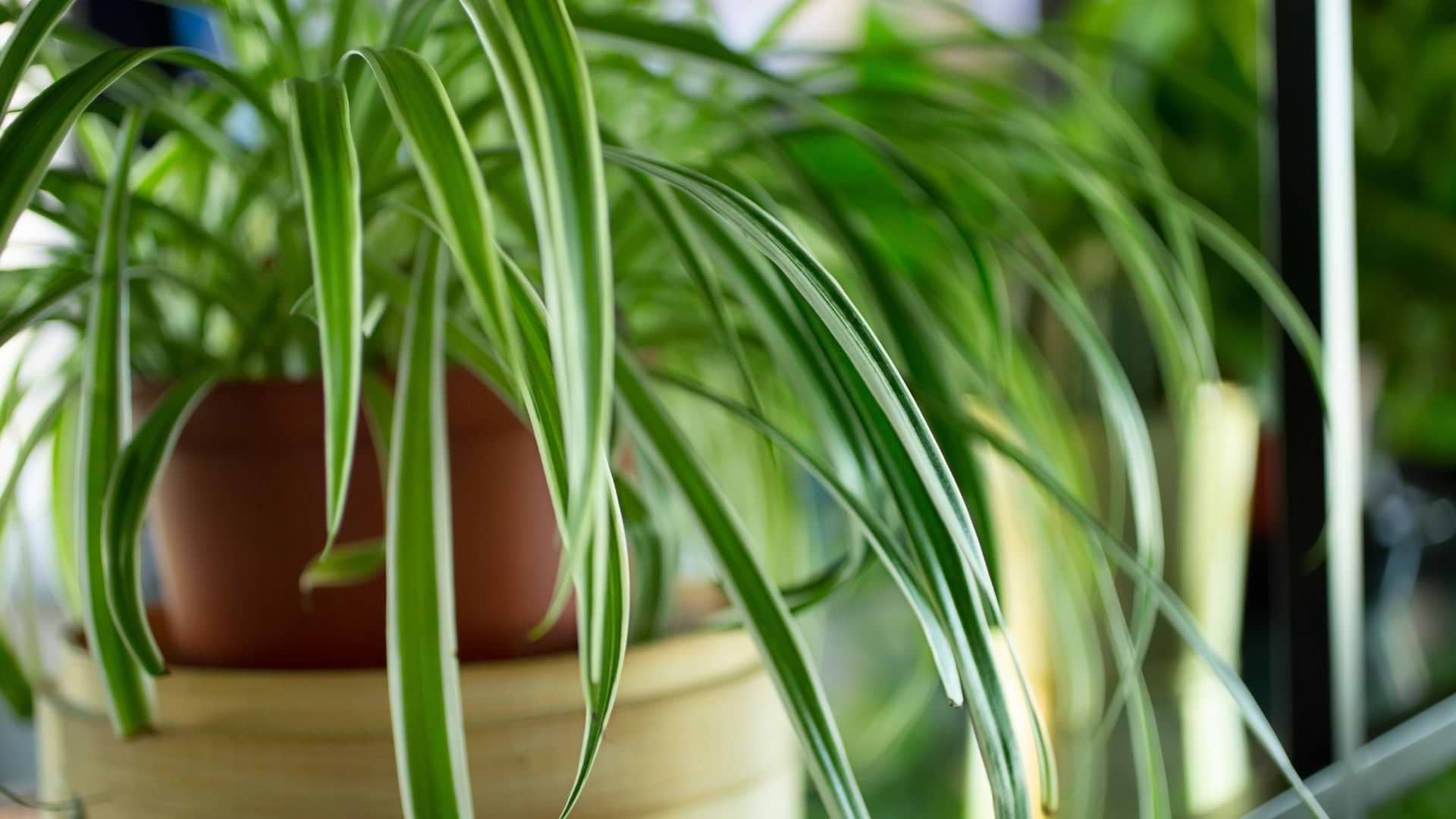 pot plant stand indoor Rattan Indoor Plant Stand, Small, Natural