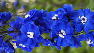 Best Blue Annual Flowers to Grow in your Garden