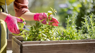 Herb Growing and Pruning Tips