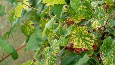 Spotting Deficiency: Yellow Leaves? Stunted Growth? Time for a Nitrogen Fix!