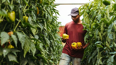 When to Pick Tomatoes, Peppers, and Cucumbers for Best Flavors