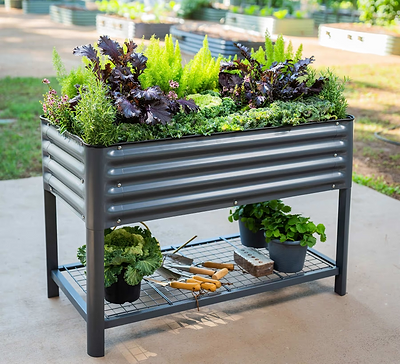 How to Grow Escarole This Spring in an Elevated Garden Bed