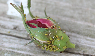 Honeydew, But Not the Melons: When Aphids Attack