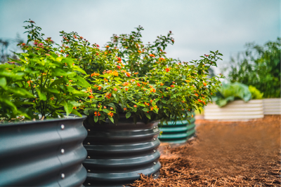 Choosing the Right Garden Bed: A Comprehensive Guide for Every Gardener