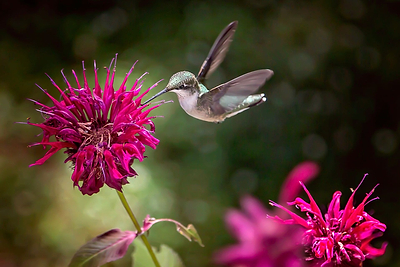 Plant of the Week: Bee Balm (Monarda)