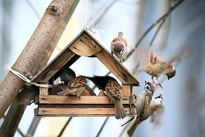 Best Bird Feeders