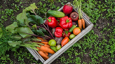 Growing Your Food This Season