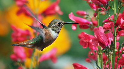 Attracting Birds to Your Garden in Winter