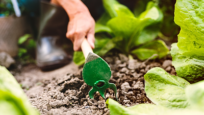 10 Ways to Save Money Gardening