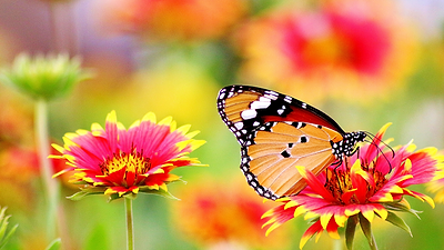 Flowers that Attract Butterflies to Your Garden