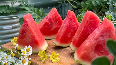 Watermelon 101: What to Grow & When to Harvest