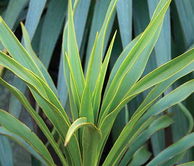 Rugged Yuccas: Bear Grass on the Grow