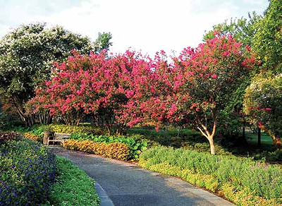 In Greg's Garden: Crapemyrtles Rooted in Love