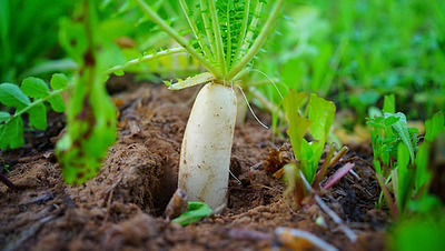 Delicious Daikon