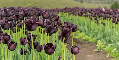 Growing a Goth Garden