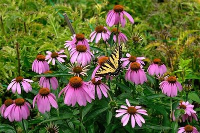 Growing Coneflowers (Echinacea)