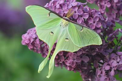 Nocturnal Pollinators: Gardening for Moths